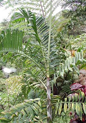 paratujardin.com